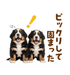 毎日使える！感情豊かなバーニーズ（個別スタンプ：25）