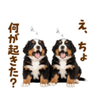 毎日使える！感情豊かなバーニーズ（個別スタンプ：26）