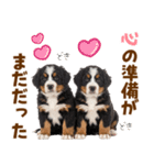 毎日使える！感情豊かなバーニーズ（個別スタンプ：27）
