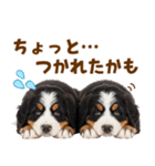 毎日使える！感情豊かなバーニーズ（個別スタンプ：28）