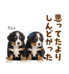 毎日使える！感情豊かなバーニーズ（個別スタンプ：29）