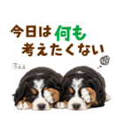 毎日使える！感情豊かなバーニーズ（個別スタンプ：30）