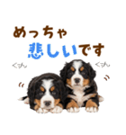 毎日使える！感情豊かなバーニーズ（個別スタンプ：31）