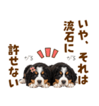 毎日使える！感情豊かなバーニーズ（個別スタンプ：32）