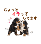 毎日使える！感情豊かなバーニーズ（個別スタンプ：33）
