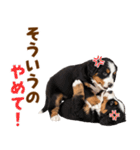 毎日使える！感情豊かなバーニーズ（個別スタンプ：34）