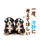 毎日使える！感情豊かなバーニーズ（個別スタンプ：36）