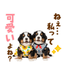 毎日使える！感情豊かなバーニーズ（個別スタンプ：37）