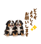 毎日使える！感情豊かなバーニーズ（個別スタンプ：39）
