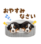 毎日使える！感情豊かなバーニーズ（個別スタンプ：40）