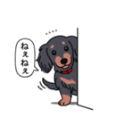 名前入りダックス：ロングブラタン（個別スタンプ：12）