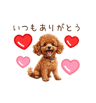愛を伝えるトイプードル（個別スタンプ：2）