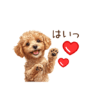 愛を伝えるトイプードル（個別スタンプ：19）