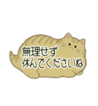 もふネコ吹き出し 優しい毎日（個別スタンプ：7）