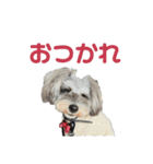 ハロちゃん1（個別スタンプ：1）