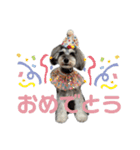 ハロちゃん1（個別スタンプ：16）