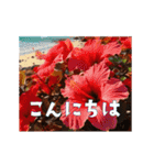 ハワイアン♡アニマルズ（個別スタンプ：6）