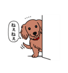 名前入りダックス：ロングレッド（個別スタンプ：12）