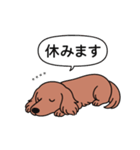 名前入りダックス：ロングレッド（個別スタンプ：16）