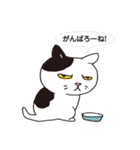 ボスにゃんこの使える言葉スタンプ（個別スタンプ：11）