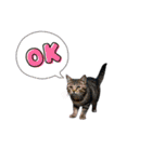 SEN Stamp8（個別スタンプ：4）