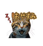 SEN Stamp8（個別スタンプ：15）