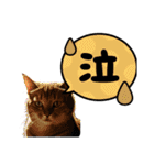 SEN Stamp8（個別スタンプ：16）