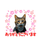 SEN Stamp8（個別スタンプ：25）