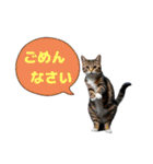 SEN Stamp8（個別スタンプ：30）
