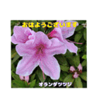 春らんまん の山野草で ご挨拶（個別スタンプ：1）
