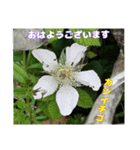 春らんまん の山野草で ご挨拶（個別スタンプ：2）