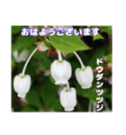 春らんまん の山野草で ご挨拶（個別スタンプ：3）