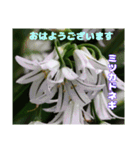 春らんまん の山野草で ご挨拶（個別スタンプ：4）