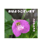 春らんまん の山野草で ご挨拶（個別スタンプ：5）
