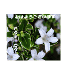 春らんまん の山野草で ご挨拶（個別スタンプ：6）
