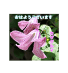 春らんまん の山野草で ご挨拶（個別スタンプ：7）