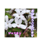 春らんまん の山野草で ご挨拶（個別スタンプ：8）