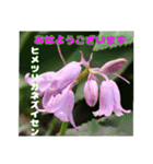 春らんまん の山野草で ご挨拶（個別スタンプ：9）