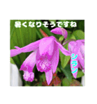 春らんまん の山野草で ご挨拶（個別スタンプ：12）