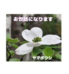 春らんまん の山野草で ご挨拶（個別スタンプ：13）