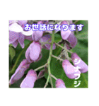 春らんまん の山野草で ご挨拶（個別スタンプ：15）