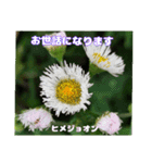 春らんまん の山野草で ご挨拶（個別スタンプ：16）
