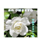 春らんまん の山野草で ご挨拶（個別スタンプ：17）