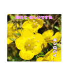 春らんまん の山野草で ご挨拶（個別スタンプ：19）