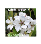 春らんまん の山野草で ご挨拶（個別スタンプ：20）