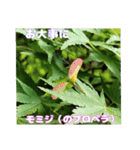 春らんまん の山野草で ご挨拶（個別スタンプ：21）