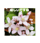 春らんまん の山野草で ご挨拶（個別スタンプ：22）