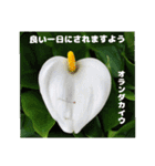 春らんまん の山野草で ご挨拶（個別スタンプ：24）