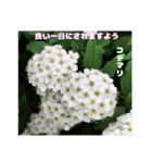 春らんまん の山野草で ご挨拶（個別スタンプ：25）