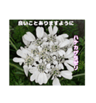 春らんまん の山野草で ご挨拶（個別スタンプ：26）